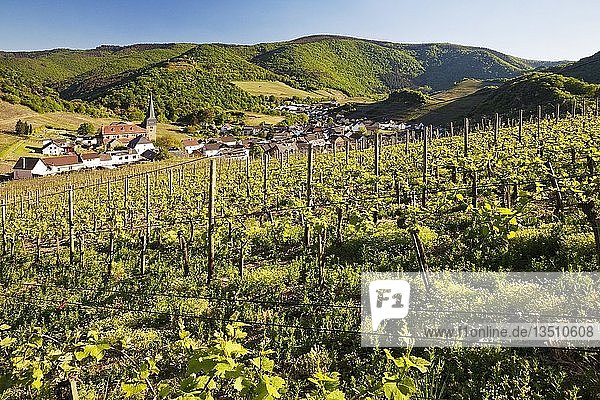 Blick über die Weinberge auf den Ort Mayschoss  Ahrtal  Eifel  Rheinland-Pfalz  Deutschland  Europa