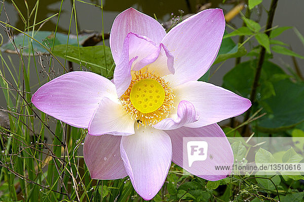 Lotusblume  Nelumbo nucifera  thailand