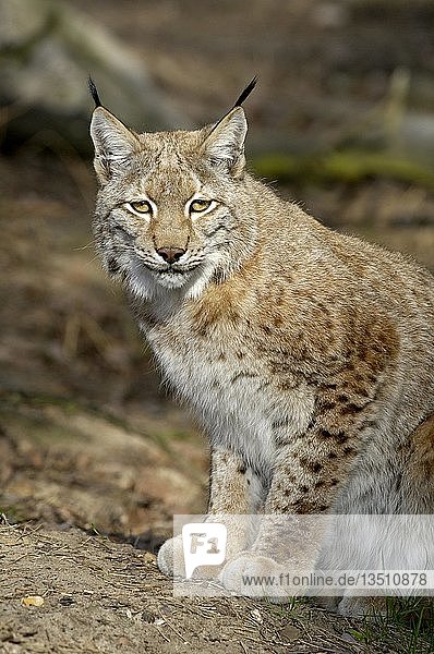 Europäischer Luchs  Luchs lynx lynx