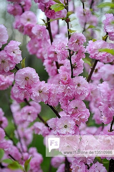 Blüten einer Strauchkirsche (Prunus triloba)