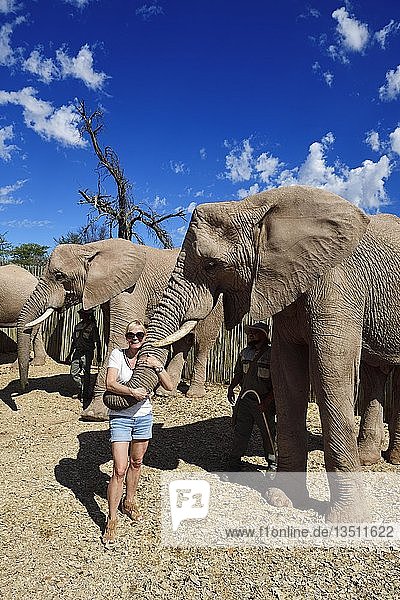 Tourist posiert mit afrikanischen Elefanten (Loxodonta africana)  Jungtieren und Waisen im Buffelsdrift Game Reserve  Oudtshoorn  Westkap  Südafrika  Afrika