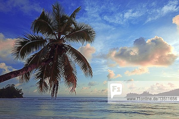 Überhängende Kokospalme  Abendlicht  Baie Lazare Bucht  Mahe  Westküste  Seychellen  Afrika