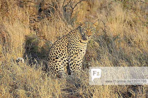 Leopard (Panthera pardus) Region Khomas Namibia Afrika
