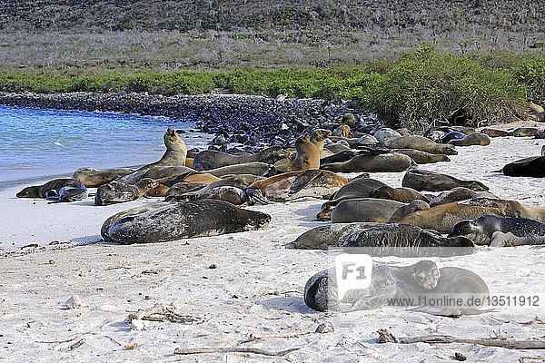 Galápagos-Seelöwe (Zalophus wollebaeki)  Insel Santa Fe  Galapagos-Inseln  UNESCO-Weltnaturerbe  Ecuador  Südamerika