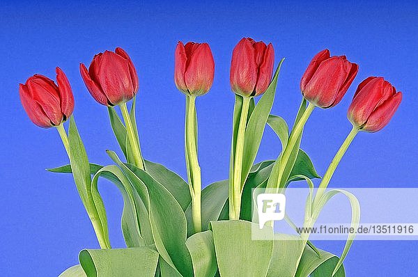 Bouquet of tulips (Tulipa)