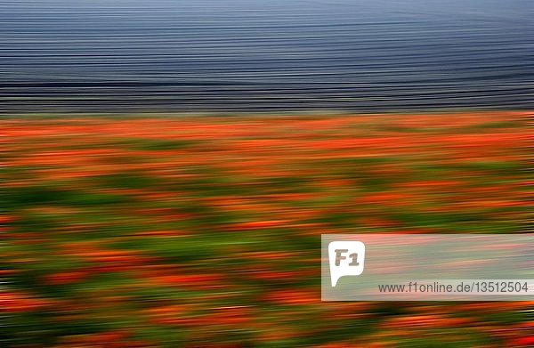 Unscharfes Mohnfeld Hintergrundbild