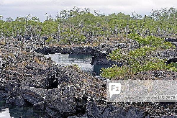 Region Los Tuneles mit Lavaformationen und Brücken  südwestliche Spitze der Insel Isabela  Galapagos-Inseln  UNESCO-Weltnaturerbe  Ecuador  Südamerika
