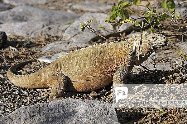 Galapagos-Landleguan (Conolophus subcristatus)  Unterart der Insel Santa Fe  Galapagos-Inseln  UNESCO-Weltnaturerbe  Ecuador  Südamerika