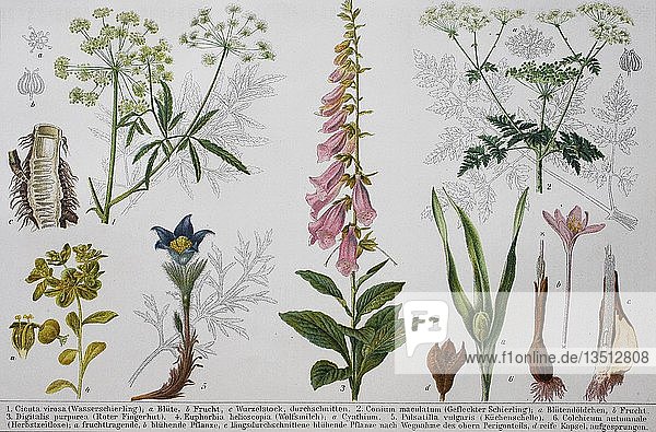 Historisches Bild von verschiedenen Giftpflanzen: Cicuta  Conium maculatum  Digitalis  Euphorbia  Pulsatilla  Colchicum  1890  Deutschland  Europa
