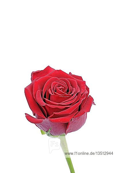 Rote Rose (Rosa)