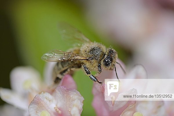Europäische Honigbiene (Apis mellifera) auf der Suche nach Nektar in Blüten von Weigela (Weigela  Weigelia sp.)  Brandenburg  Deutschland  Europa