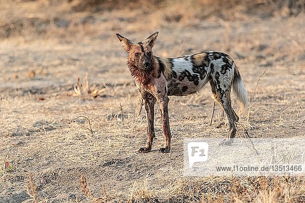 Einsamer Afrikanischer Wildhund (Lycaon pictus) mit blutigem Fell  South Luangwa National Park  Sambia  Afrika