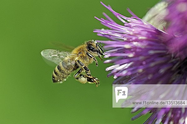 Honigbiene (Apis mellifera)  im Flug  an Waldsteindistel (Cirsium waldsteinii)