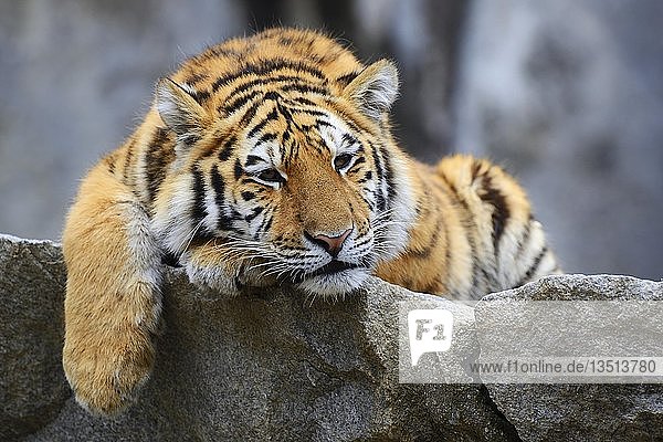Junger Sibirischer Tiger (Panthera tigris altaica) auf einem Felsen ruhend  in Gefangenschaft