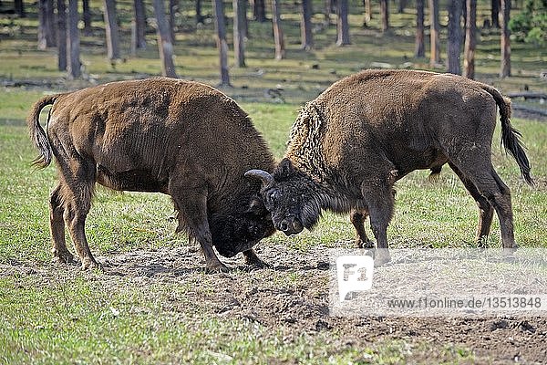 Eurasischer Wisent (Bison bonasus)  kämpfend