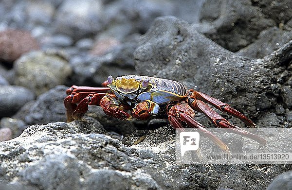Sally lightfood crab  Grapsus grapsus  Galapagos