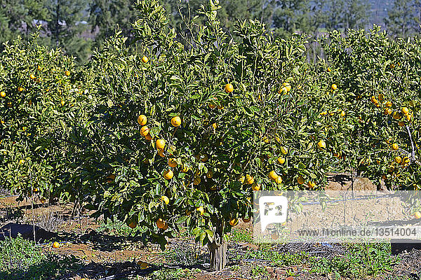 Orangen auf Bäumen in einer Plantage  in der Nähe von Clanwilliam  Westkap  Südafrika  Afrika