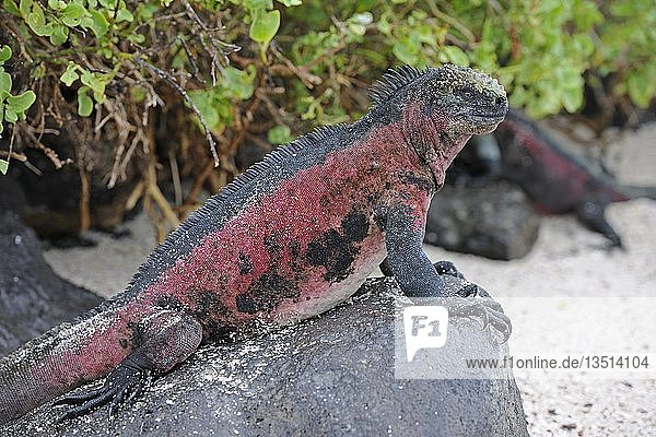 Meeresleguan (Amblyrhynchus cristatus)  Unterart von der Insel Espanola  Galapagos-Inseln  UNESCO-Weltnaturerbe  Ecuador  Südamerika