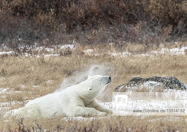 Eisbär (Ursus maritimus)  Männchen schüttelt den Schnee von sich ab  im Frühherbst  wenn Schnee und Eis den Boden berühren  Seal River  West Hudson Bay  Kanada  Nordamerika