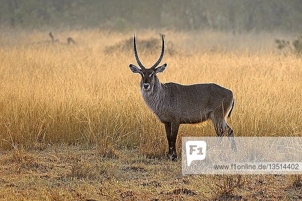 Wasserbock (Kobus ellipsiprymnus)  früher Morgen  im Gegenlicht  Maasai Mara National Reserve  Kenia  Ostafrika  Afrika