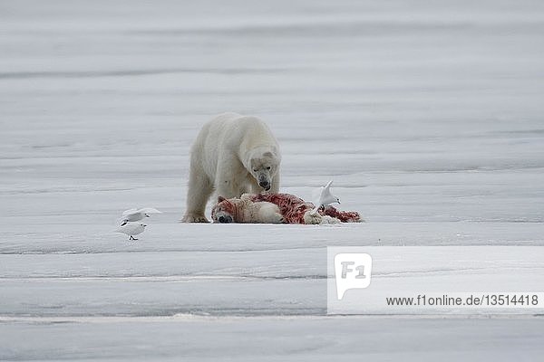 Eisbär (Ursus maritimus)  häutet und frisst getötete Artgenossen  daneben Elfenbeinmöwen (Pagophila eburnea)  Packeis auf Kvitøya  Spitzbergen Archipel  Svalbard  Norwegen  Europa