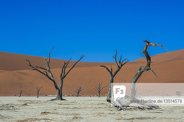 Abgestorbene Kameldornbäume (Acacia erioloba) vor Sanddünen  Dead Vlei  Sossusvlei  Namib-Wüste  Namib-Naukluft-Nationalpark  Hardap  Region Namibia
