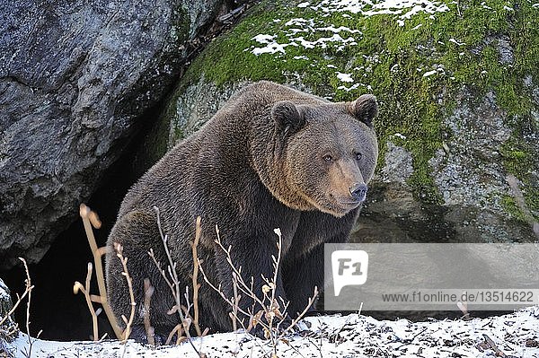 Brown Bear (Ursus arctos)  in front of its den