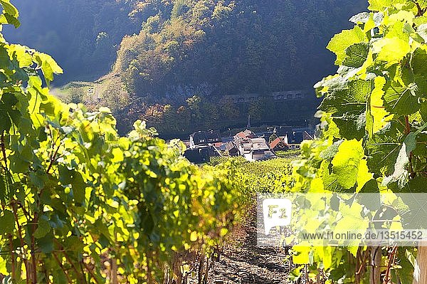 Weinberge im Ahrtal oberhalb von Altenahr  Rheinland Pfalz  Deutschland  Europa