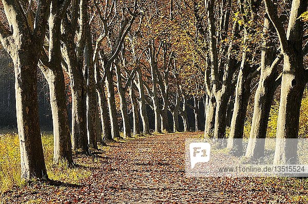 Von Bäumen gesäumte Straße  Platanen (Platanus) im Herbst  Landkreis Konstanz  oder Konstanz  Baden-Württemberg  Deutschland  Europa