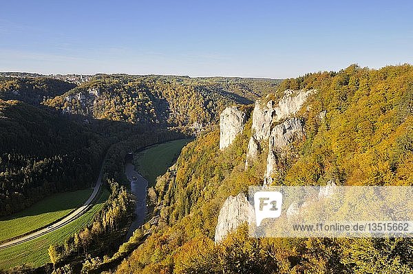 Blick auf einen herbstlich gefärbten Buchenwald mit markanten Kalksteinfelsen im Oberen Donautal  Landkreis Sigmaringen  Baden-Württemberg  Deutschland  Europa