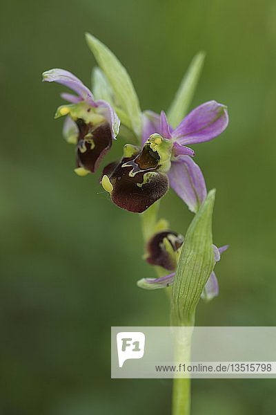 Späte Spinnenorchidee (Ophrys holoserica)