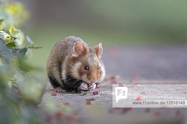 Europäischer Hamster (Cricetus cricetus) bei der Nahrungssuche in einem Park  Früchte der Eibe fressend  Österreich  Europa