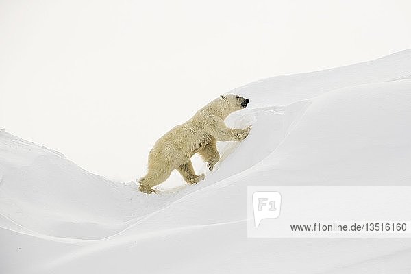 Eisbär (Ursus maritimus),  Weibchen klettert auf einen Eisberg,  Unorganized Baffin,  Baffininsel,  Nunavut,  Kanada,  Nordamerika