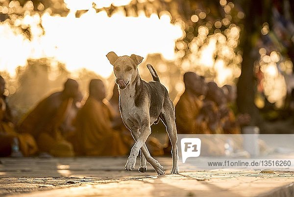Lustiger Hund Lumbini Nepal Asien