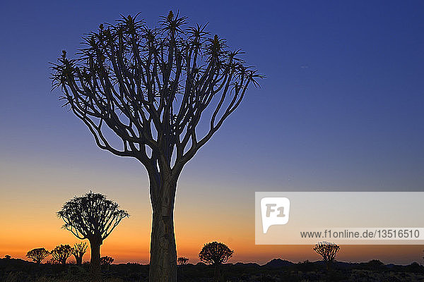 Köcherbäume oder Kokerbooms (Aloe dichotoma) bei Sonnenuntergang  Keetmanshoop  Karas Region  Namibia  Afrika