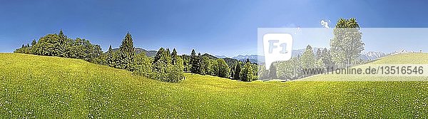 Grüne Wiese und Bäume auf dem Eckbauer Berg  Eckbauer  Garmisch-Partenkirchen  Oberbayern  Bayern  Deutschland  Europa