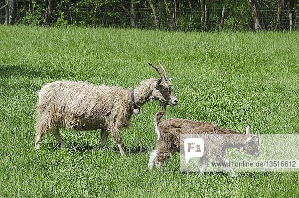 Zwei Toggenburger Ziegen (Capra aegagrus hircus) links das Muttertier rechts das Jungtier Deutschland Europa