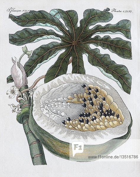 Papaya vom Papayabaum (Carica papaya)  handkolorierter Kupferstich aus Friedrich Justin Bertuch Bilderbuch für Kinder  1813  Weimar  Deutschland  Europa