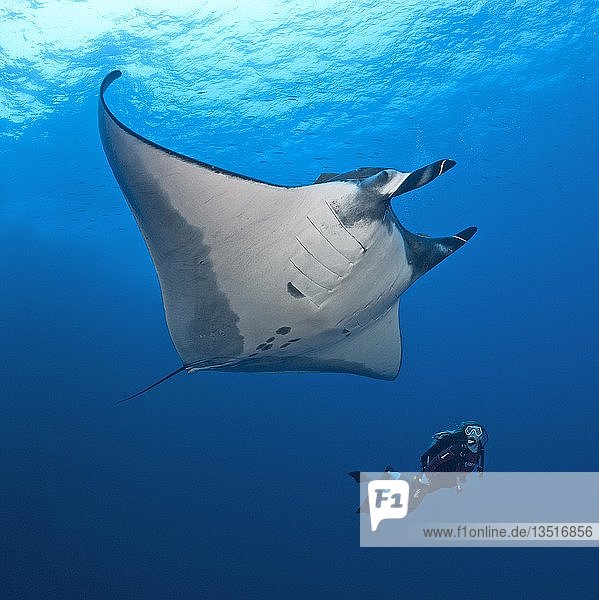Diver floats with a Pelagic manta ray (Manta birostris) San Benedicto Island Revillagigedo Islands Mexico Central America