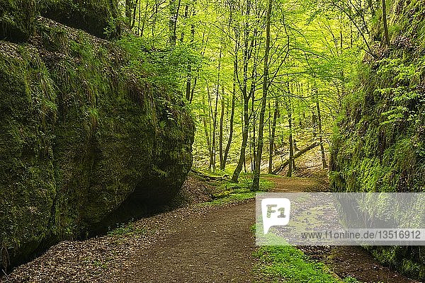 Wanderweg durch die Landgrafenschlucht  Felswände mit Moos  Thüringer Wald  Naturpark Wartburg-Hohe Sonne  bei Eisenach  Thüringen  Deutschland  Europa