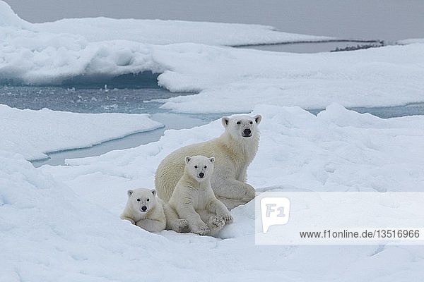 Eisbären (Ursus maritimus)  Muttertier mit zwei Jungtieren im Packeis sitzend  Franz Josef Land  Russland  Europa