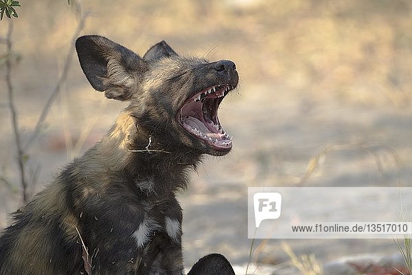 Afrikanischer Wildhund (Lycaon pictus)  gähnt  zeigt seine Zähne  Botswana  Afrika