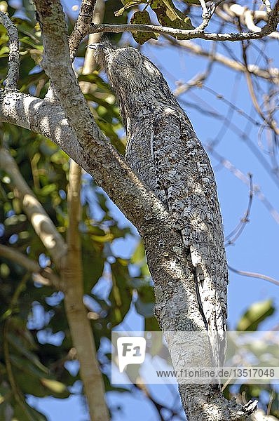 Nyctibius grandis  Pantanal  Brasilien