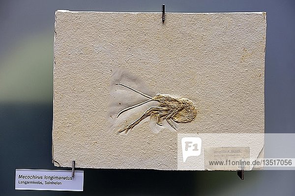 Fossiles Exemplar eines Mecochirus longimanatus (Mecochirus longimanatus)  hummerähnlich  Naturkundemuseum  Naturkundemuseum  Berlin  Deutschland  Europa