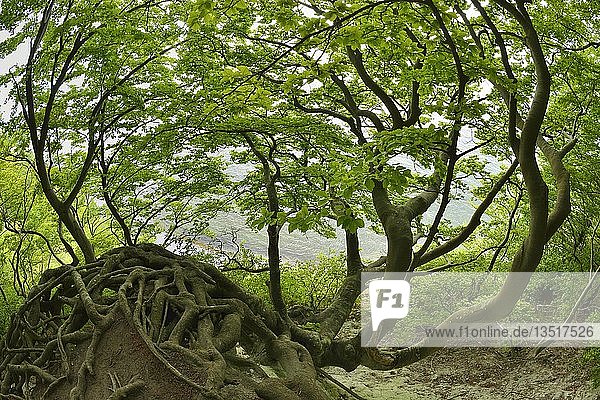 The roots of a crooked  overgrown beech cling to the edge of the steep cliffs high above the chalk cliffs  behind the Baltic Sea  Jasmund National Park  Rügen Island  Mecklenburg-Western Pomerania  Germany  Europe