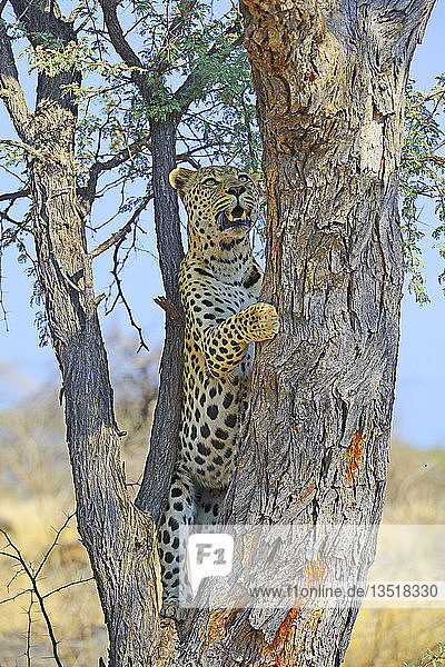 Leopard (Panthera pardus) klettert auf einen Baum,  Region Khomas,  Namibia,  Afrika