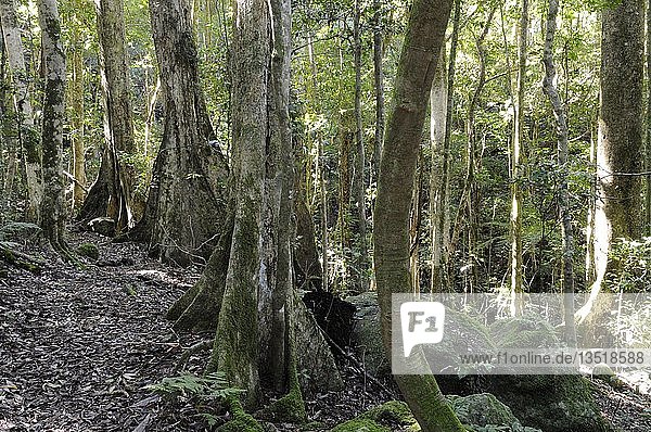 Typical taproots of ancient forest giants in Lamington National Park  Australia  Oceania