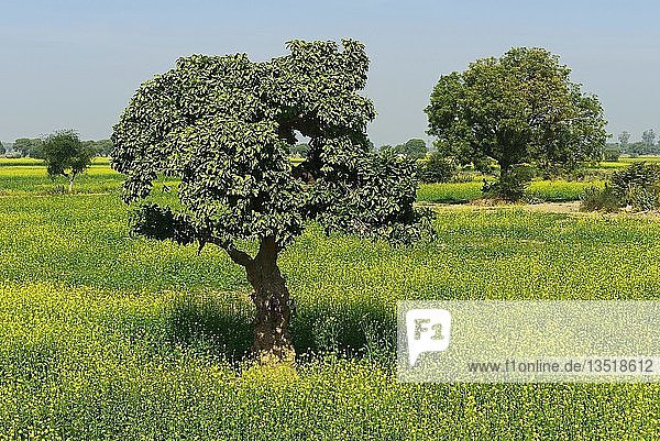 Weißer Senf (Sinapis alba) blüht  Uttar Pradesh  Agra  Indien  Asien