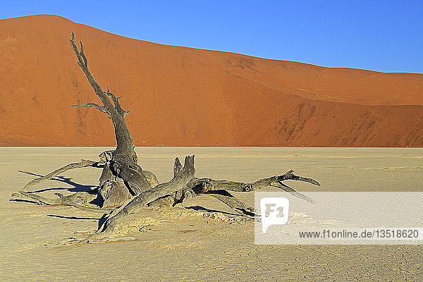 Toter Kameldorn oder Giraffendorn (Acacia erioloba) im Abendlicht  Deadvlei  Sossusvlei  Namib-Naukluft Park  Namib-Wüste  Namibia  Afrika
