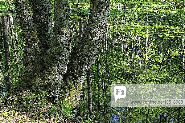 Stamm einer alten Hainbuche (Carpinus betulus)  im Sumpfgebiet des Briesetals  bei Berlin  Deutschland  Europa